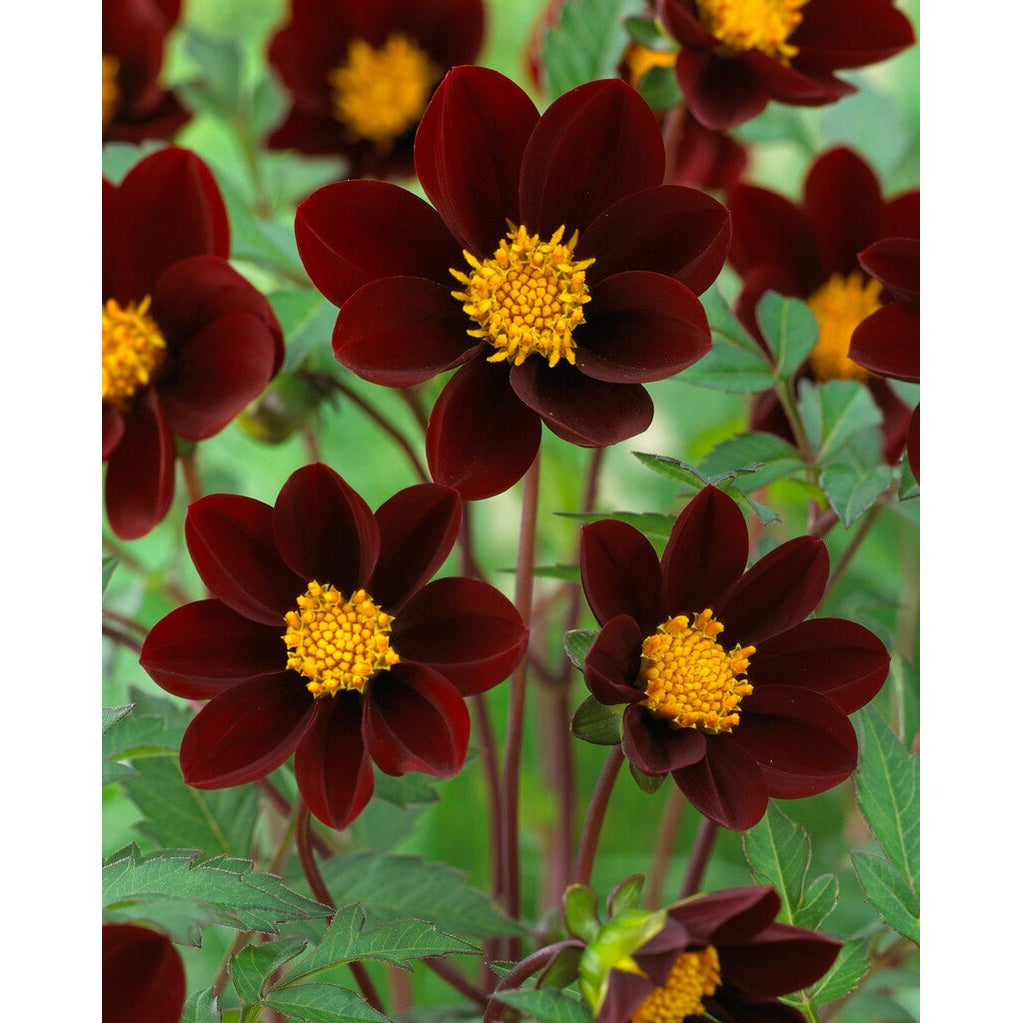Cosmos Mexican Star 1-pack